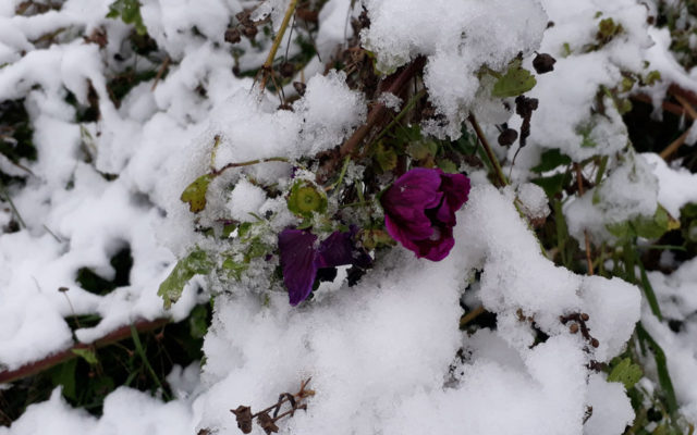 Sturm, Regen, Graupeln – der Herbst ist da – und auch der Schnee ;)