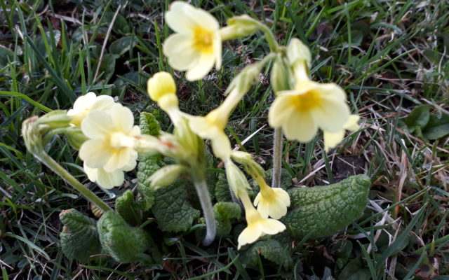 Der Frühling