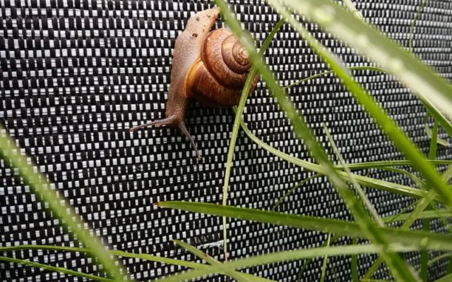 Ständige Begleiter im Garten