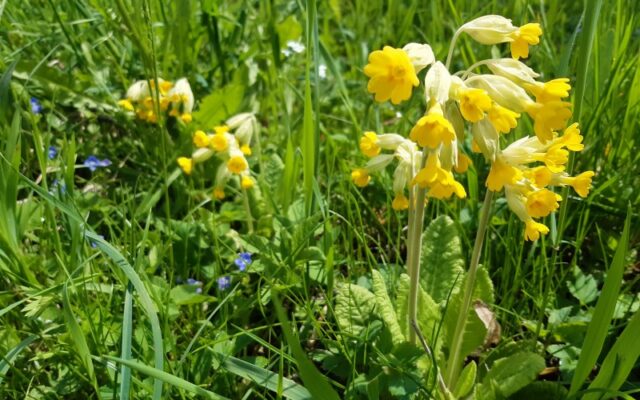 Frühlingserwachen mit Premiere